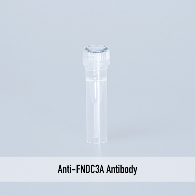 Anti-FNDC3A Antibody