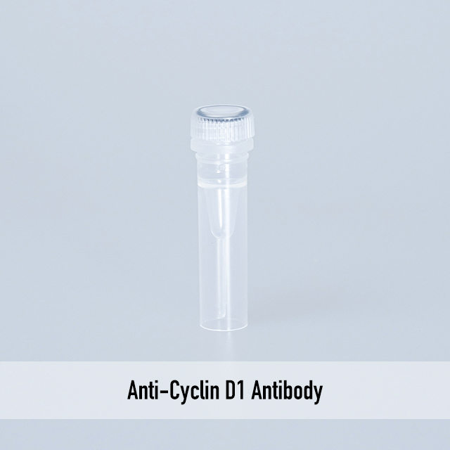 Anti-Cyclin D1 Antibody