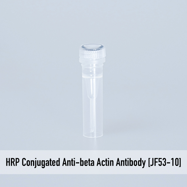 HRP Conjugated Anti-beta Actin Antibody [JF53-10]