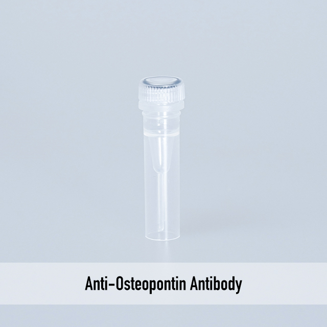 Anti-Osteopontin Antibody