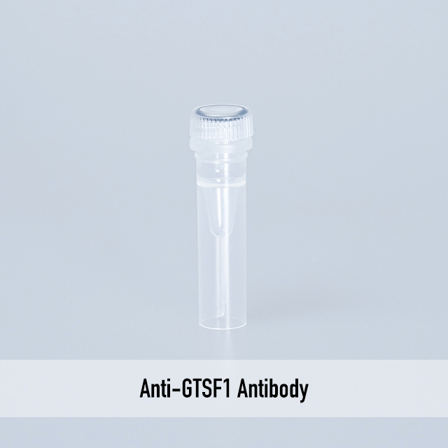 Anti-GTSF1 Antibody