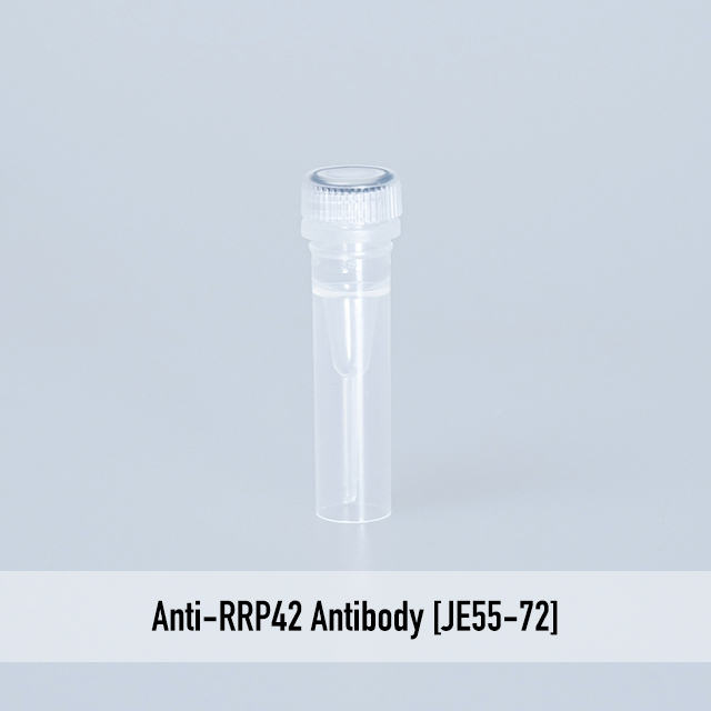 Anti-RRP42 Antibody [JE55-72]