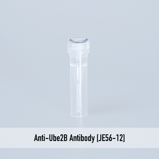 Anti-Ube2B Antibody [JE56-12]