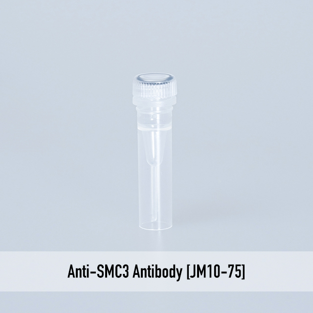 Anti-SMC3 Antibody [JM10-75]