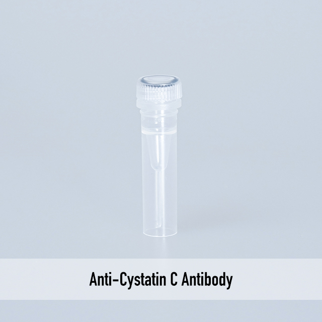 Anti-Cystatin C Antibody