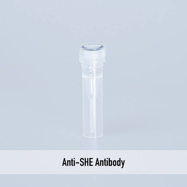 Anti-SHE Antibody