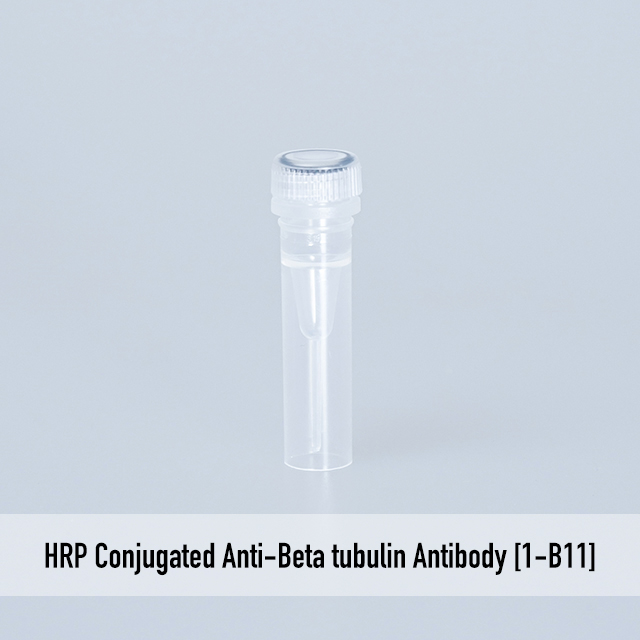 HRP Conjugated Anti-Beta tubulin Antibody [1-B11]