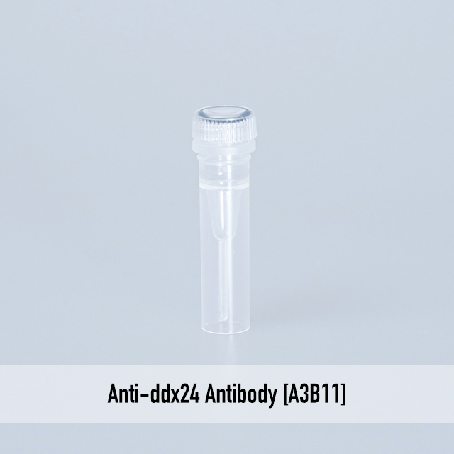 Anti-ddx24 Antibody [A3B11]