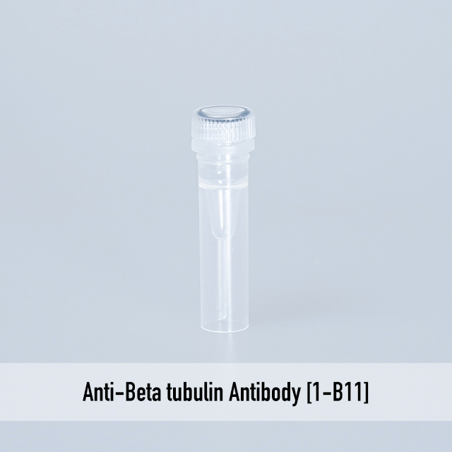 Anti-Beta tubulin Antibody [1-B11]
