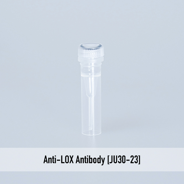 Anti-LOX Antibody [JU30-23]
