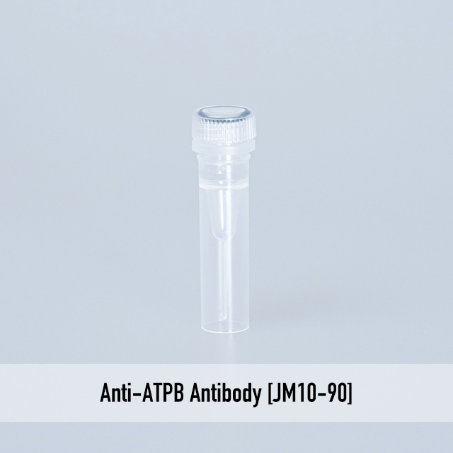 Anti-ATPB Antibody [JM10-90]
