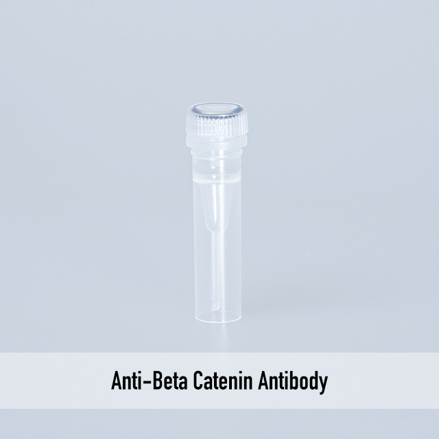 Anti-Beta Catenin Antibody