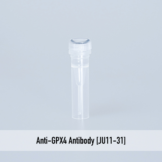 Anti-GPX4 Antibody [JU11-31]